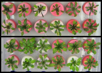 genetically modified plants and non-GM plants grown in saline conditions